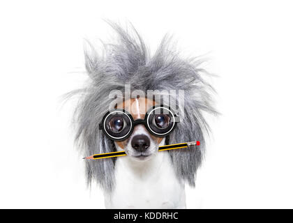 Smart et intelligent chien Jack Russell avec lunettes nerd portant un cheveux gris avec un stylo ou un crayon dans la bouche , isolé sur fond blanc Banque D'Images