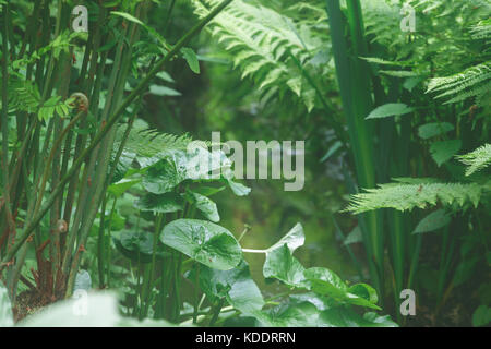 Les feuilles vertes et les plantes la création d'une atmosphère paisible dans la région de isabella plantation, un jardin boisé à Richmond Park dans le sud ouest de Londres Banque D'Images