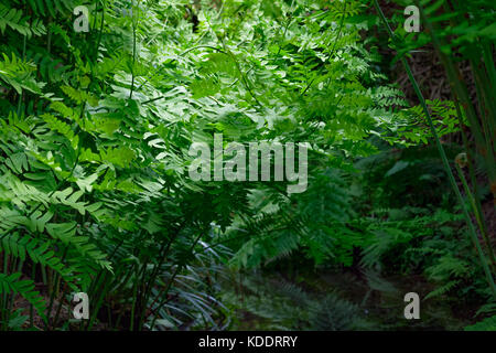 Les feuilles vertes et les plantes la création d'une atmosphère paisible dans la région de isabella plantation, un jardin boisé à Richmond Park dans le sud ouest de Londres Banque D'Images