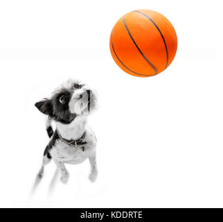 Basket-ball poodle dog Playing with ball , isolé sur fond blanc, grand angle fisheye view Banque D'Images