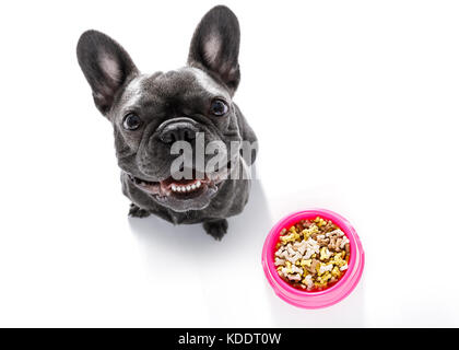 Chien bouledogue français affamés derrière full bowl avec des friandises ou des biscuits, isolé sur blanc à la propriétaire jusqu'à Banque D'Images