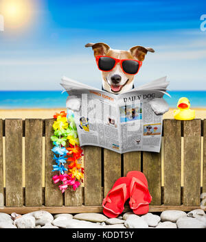 Jack Russel chien et vous reposer sur un mur ou une clôture à la plage ocean shore, les vacances d'été vacances, lire un magazine ou un journal. Banque D'Images