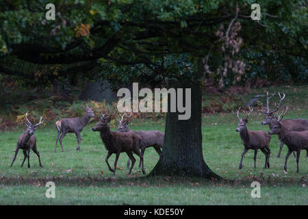 Windsor, Royaume-Uni. 13 octobre 2017. Des stags parcourent le Grand parc de Windsor pendant la saison des promenades. Il y a un troupeau d'environ 500 cerfs rouges dans l'enceinte du parc des cerfs dans le grand parc de Windsor. Crédit : Mark Kerrison/Alamy Live News Banque D'Images