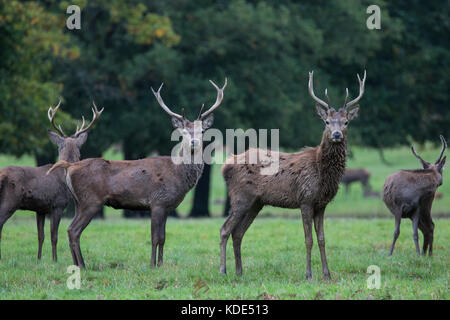 Windsor, Royaume-Uni. 13 octobre 2017. Des stags parcourent le Grand parc de Windsor pendant la saison des promenades. Il y a un troupeau d'environ 500 cerfs rouges dans l'enceinte du parc des cerfs dans le grand parc de Windsor. Crédit : Mark Kerrison/Alamy Live News Banque D'Images