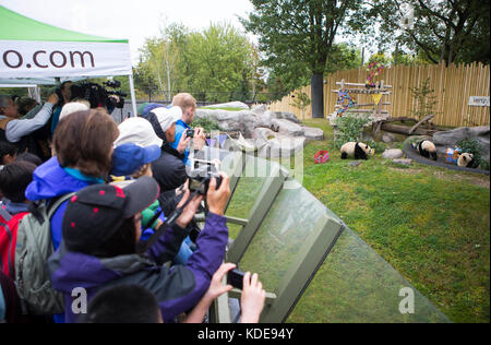 Toronto, 13 octobre. 13 octobre 2015. Les visiteurs prennent des photos de jumeaux panda géants lors de leur 2e anniversaire au zoo de Toronto, au Canada, 13 octobre 2017. Vendredi, le Zoo de Toronto a accueilli la célébration du 2e anniversaire des premiers jumeaux panda géant nés au Canada, Jia Panpan (qui signifie espoir canadien) et Jia Yueyue (qui signifie joie canadienne). La femelle panda géante er Shun de Chine a donné naissance aux jumeaux au zoo de Toronto le 13 octobre 2015. Crédit : Zou Zheng/Xinhua/Alamy Live News Banque D'Images