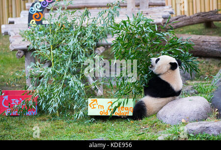 Toronto, 13 octobre. 13 octobre 2015. Jia Panpan, panda géant de deux ans, mange du bambou lors de sa célébration de 2e anniversaire au zoo de Toronto, au Canada, 13 octobre 2017. Vendredi, le Zoo de Toronto a accueilli la célébration du 2e anniversaire des premiers jumeaux panda géant nés au Canada, Jia Panpan (qui signifie espoir canadien) et Jia Yueyue (qui signifie joie canadienne). La femelle panda géante er Shun de Chine a donné naissance aux jumeaux au zoo de Toronto le 13 octobre 2015. Crédit : Zou Zheng/Xinhua/Alamy Live News Banque D'Images