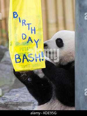 Toronto, 13 octobre. 13 octobre 2015. Le panda géant de deux ans, Jia Panpan, cherche de la nourriture lors de la célébration de son 2e anniversaire au zoo de Toronto, au Canada, 13 octobre 2017. Vendredi, le Zoo de Toronto a accueilli la célébration du 2e anniversaire des premiers jumeaux panda géant nés au Canada, Jia Panpan (qui signifie espoir canadien) et Jia Yueyue (qui signifie joie canadienne). La femelle panda géante er Shun de Chine a donné naissance aux jumeaux au zoo de Toronto le 13 octobre 2015. Crédit : Zou Zheng/Xinhua/Alamy Live News Banque D'Images