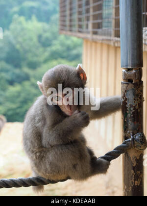 Vue rapprochée d'un singe macaque à l'Iwatayama Monkey Park à Arashiyam à Kyoto au Japon Banque D'Images