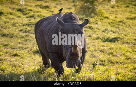 Homme seul rhinocéros blanc près de caméra dans la brousse sud-africaine avec tickbird Banque D'Images