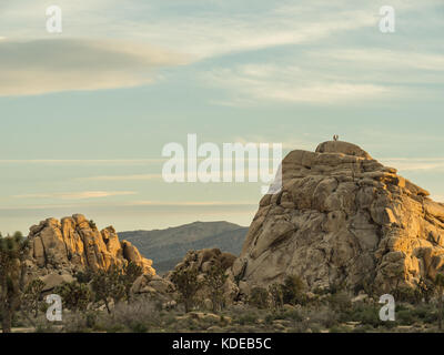 Vue sur vallée cachée d'un sentier de randonnée dans le parc national Joshua Tree, California, USA Banque D'Images