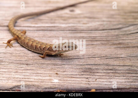 Elgaria multicarinata lézard-alligator du sud soleil lui-même sur une table de pique-nique en bois Banque D'Images