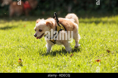 Petite blonde chihuahua dog dans un faisceau au niveau du parc à chiens Banque D'Images