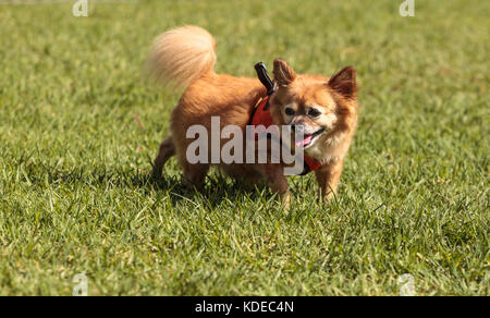 Petite blonde chihuahua dog dans un faisceau au niveau du parc à chiens Banque D'Images