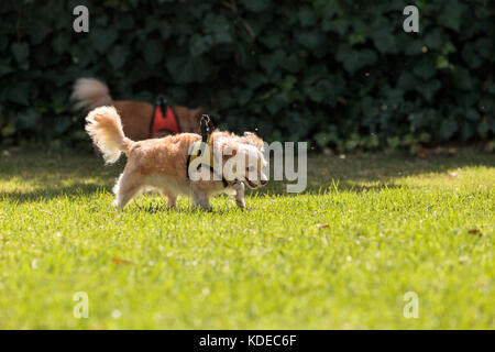 Petite blonde chihuahua dog dans un faisceau au niveau du parc à chiens Banque D'Images