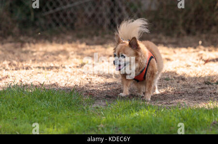 Petite blonde chihuahua dog dans un faisceau au niveau du parc à chiens Banque D'Images