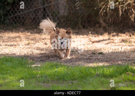 Petite blonde chihuahua dog dans un faisceau au niveau du parc à chiens Banque D'Images