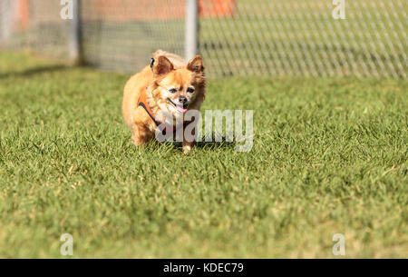 Petite blonde chihuahua dog dans un faisceau au niveau du parc à chiens Banque D'Images