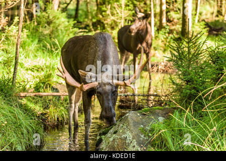 L'orignal (Alces alces) bull lécher une pierre debout en petite forêt creek. femelle orignal adulte plus floue dans l'arrière-plan, également debout dans le ruisseau. Banque D'Images