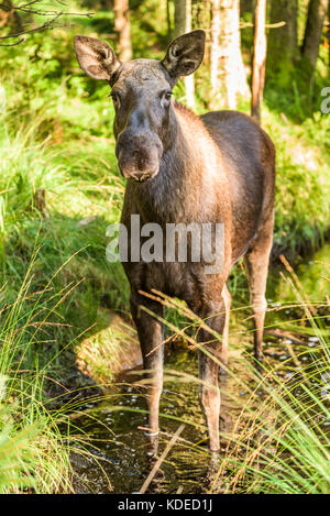 Les jeunes de l'orignal (Alces alces) debout, en petit ruisseau de la forêt. Banque D'Images