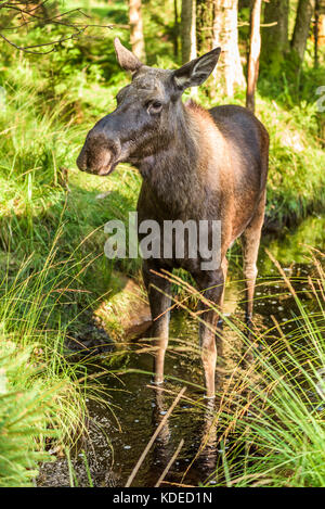 Les jeunes de l'orignal (Alces alces) debout, en petit ruisseau de la forêt. Banque D'Images