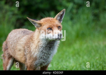 Le renard roux Vulpes vulpes close up Banque D'Images