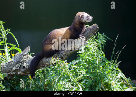 Le putois Mustela putorius on wooden log prises dans des conditions contrôlées Banque D'Images