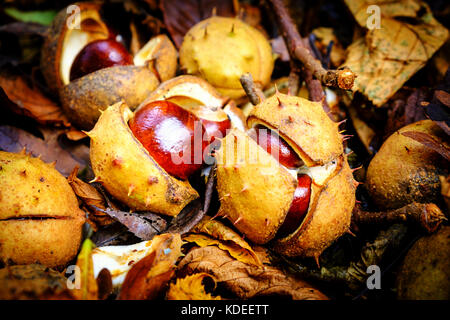 Un cluster de conkers dans l'ouverture sur le cas épineux de-chaussée Banque D'Images