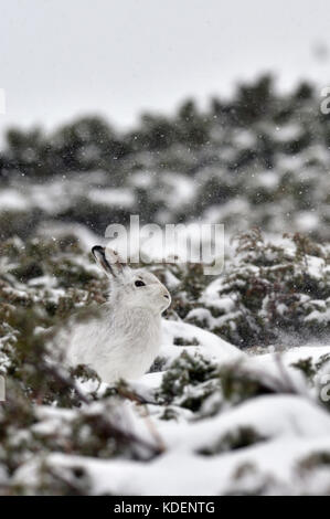 Lièvre variable (Lepus timidus) UK Banque D'Images