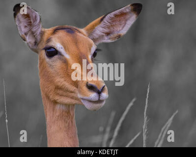 Impala femelle portrait, pilanesberg national park, afrique du sud Banque D'Images