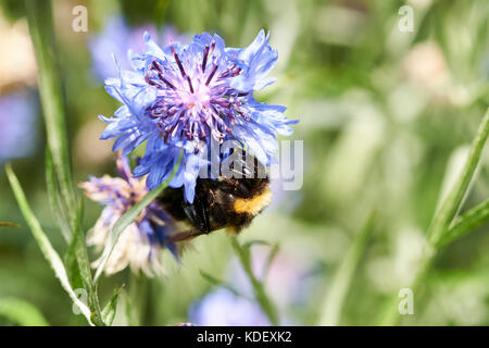 Buff-Tailed de bourdons (Bombus terrestris) recueillir le nectar des fleurs d'une plante de jardin de lys, au Royaume-Uni. Banque D'Images