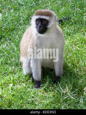 Un singe (chlorocebus pygerythrus) assis sur l'herbe Banque D'Images