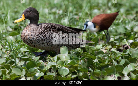 Canard à bec jaune (anas undulata) et African jacana (actophilornis africanus) Banque D'Images