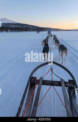 Les chiens porteurs du traîneau, Kiruna, comté de Norrbotten, Lapland, Sweden Banque D'Images