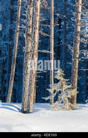 Les troncs des arbres couverts de glace dans la forêt enneigée, Kiruna, comté de Norrbotten, Lapland, Sweden Banque D'Images