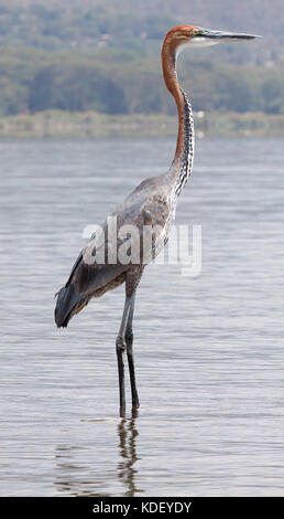 Héron goliath (Ardea goliath) debout dans l'eau peu profonde du lac Naivasha, Kenya Banque D'Images