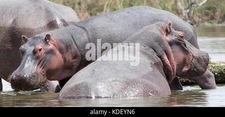 Hippopotames (hippoptamus amhibius) dans les eaux peu profondes du lac Naivasha, Kenya Banque D'Images