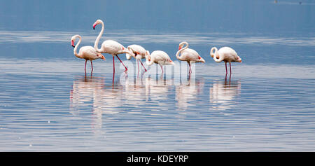 De la région de flamants roses (phoenicopterus roseus) debout dans le lac Nakuru Banque D'Images