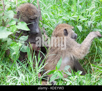 Les babouins olive (papio anubis) le toilettage les uns les autres dans l'herbe haute au lac Nakuru, Kenya Banque D'Images