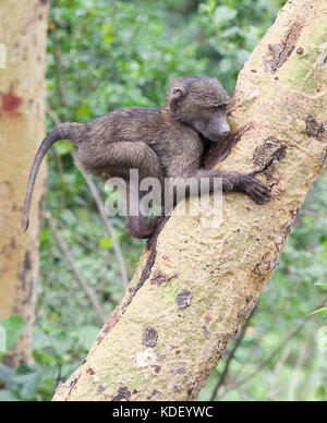 Bébé babouin doguera (papio anubis) escalade à écorce jaune acacia au lac Nakuru, Kenya Banque D'Images