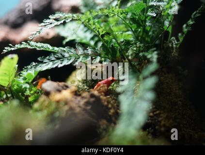 La grenouille rouge sur une pierre sous les fougères.c'est un animal dans un cabinet de verre. Banque D'Images