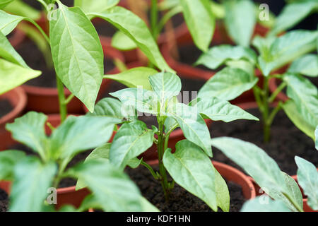 Les jeunes plantes, bouchon poivre mixte Razzmataz & Romano, poussant dans des pots en plastique remplis de compost dans une serre, au Royaume-Uni. Banque D'Images