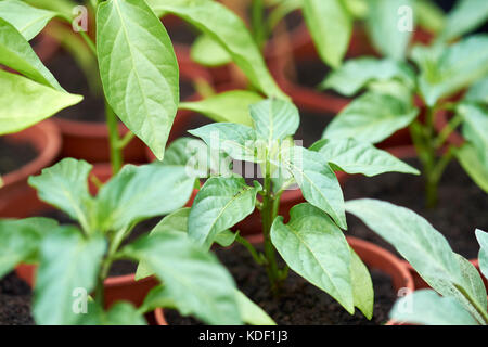 Les jeunes plantes, bouchon poivre mixte Razzmataz & Romano, poussant dans des pots en plastique remplis de compost dans une serre, au Royaume-Uni. Banque D'Images