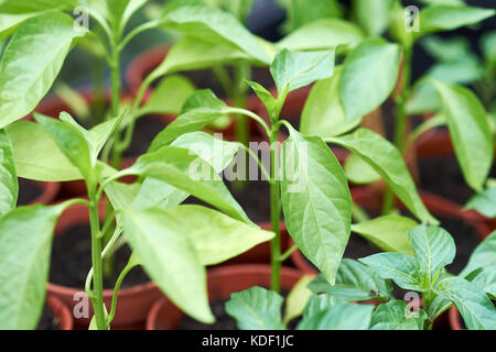 Les jeunes plantes, bouchon poivre mixte Razzmataz & Romano, poussant dans des pots en plastique remplis de compost dans une serre, au Royaume-Uni. Banque D'Images