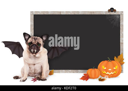 Le PUG dog habillé en chauve-souris pour halloween, avec blackboard blank sign et de citrouilles, isolé sur fond blanc Banque D'Images