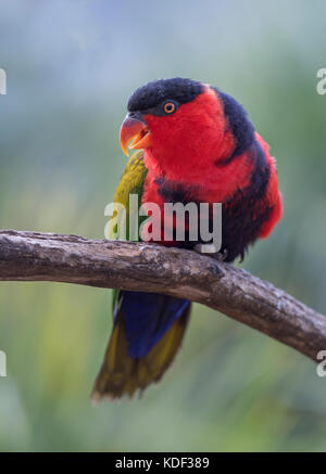 Un capuchon noir parrot affichant un beau plumage coloré assis sur une perche avec une lumière diffuse. Banque D'Images