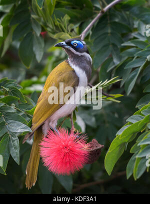 Face bleu mangeur de miel trouvés dans de vastes zones de l'Australie. Banque D'Images