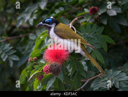 Face bleu mangeur de miel trouvés dans de vastes zones de l'Australie. Banque D'Images