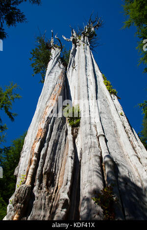 Duncan (Cèdre Le cèdre rouge le plus important au monde), l'état de la péninsule Olympique Trust Lands Forêts, Washington Banque D'Images