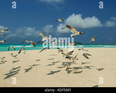 LOS ROQUES VENEZUELA SEAGULL Banque D'Images