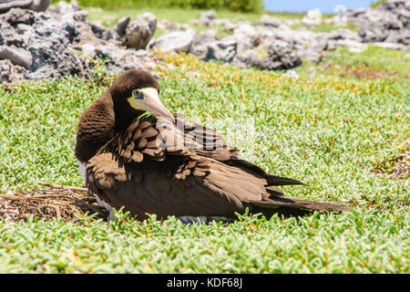 Jaune à pieds rouges (Sula leucogaster ) dans nid, , Los Roques Parc National Banque D'Images